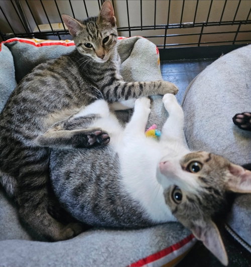 picture of the cat needing adoption