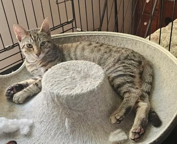 Pudding Pie - Domestic Short Hair