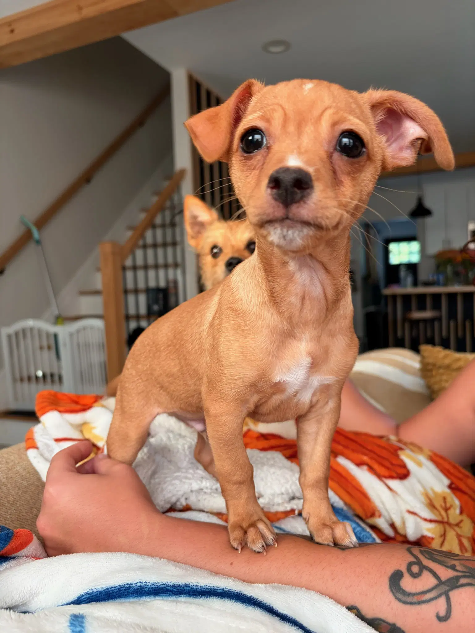 Louie - Chihuahua
