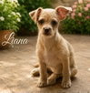 Liana