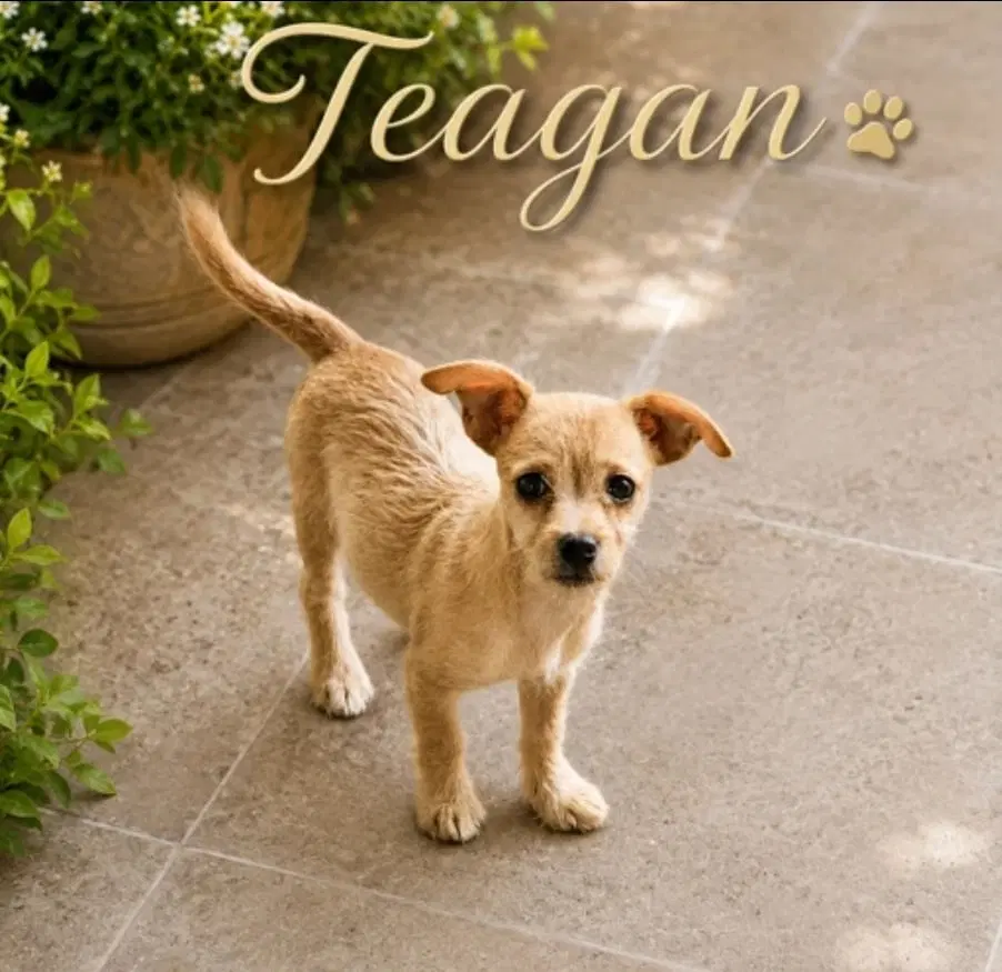 Teagan - Chihuahua