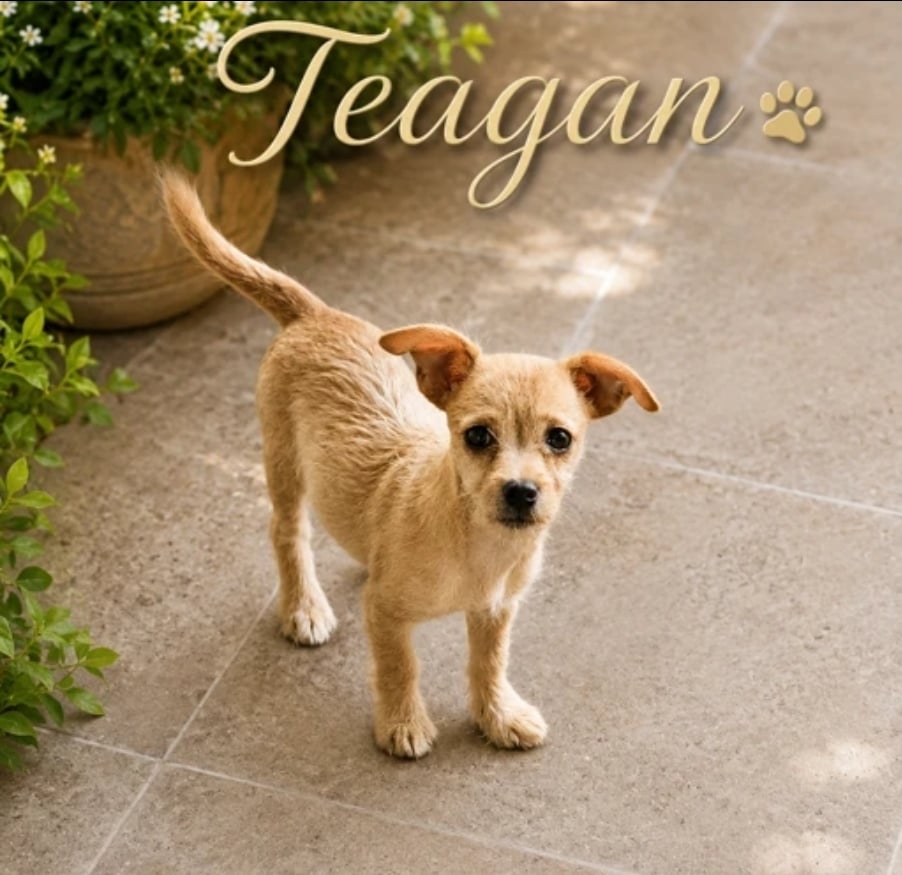 Teagan