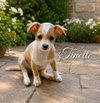 Tinette