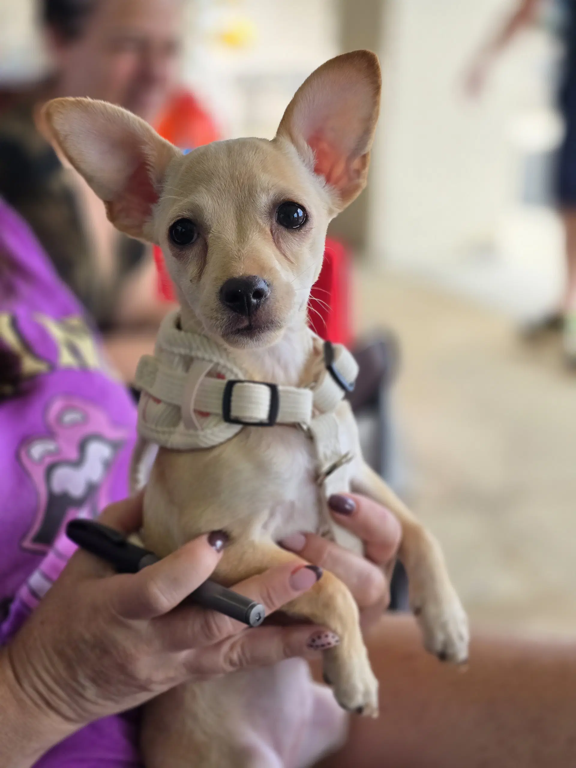 Tasha - Chihuahua