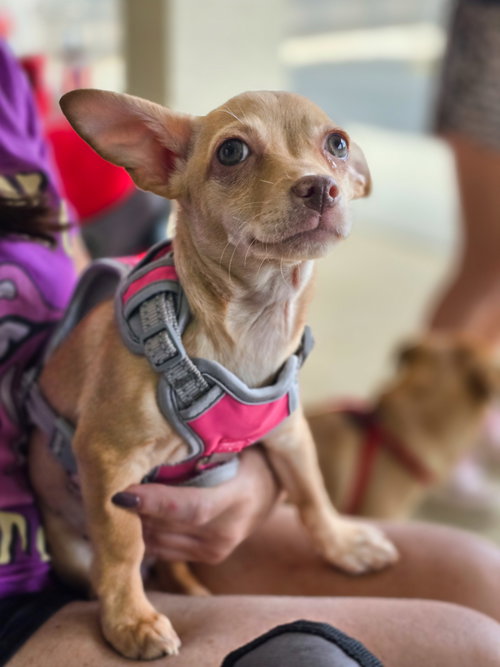 Tory, a dog for adoption from 3 Hearts 4 Paws Animal Rescue