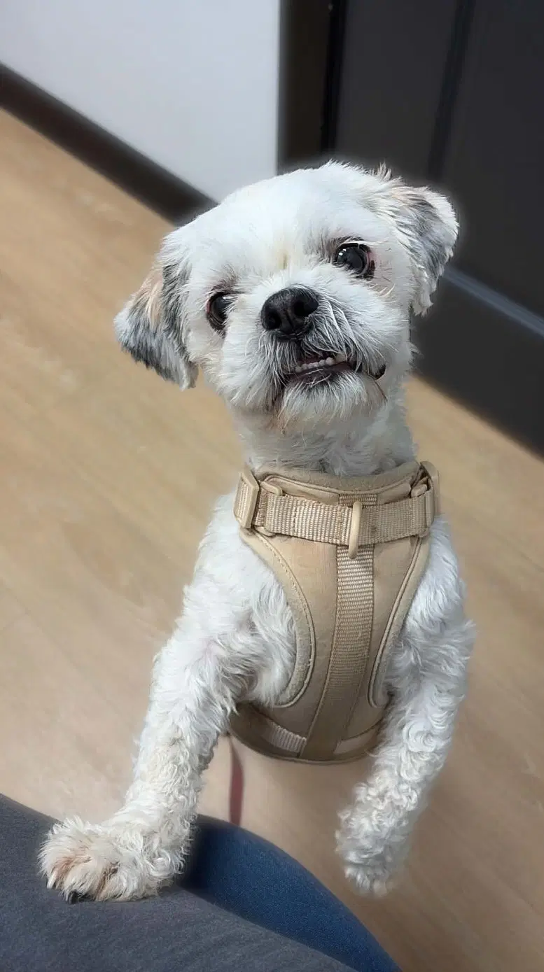 Theo - Shih Tzu