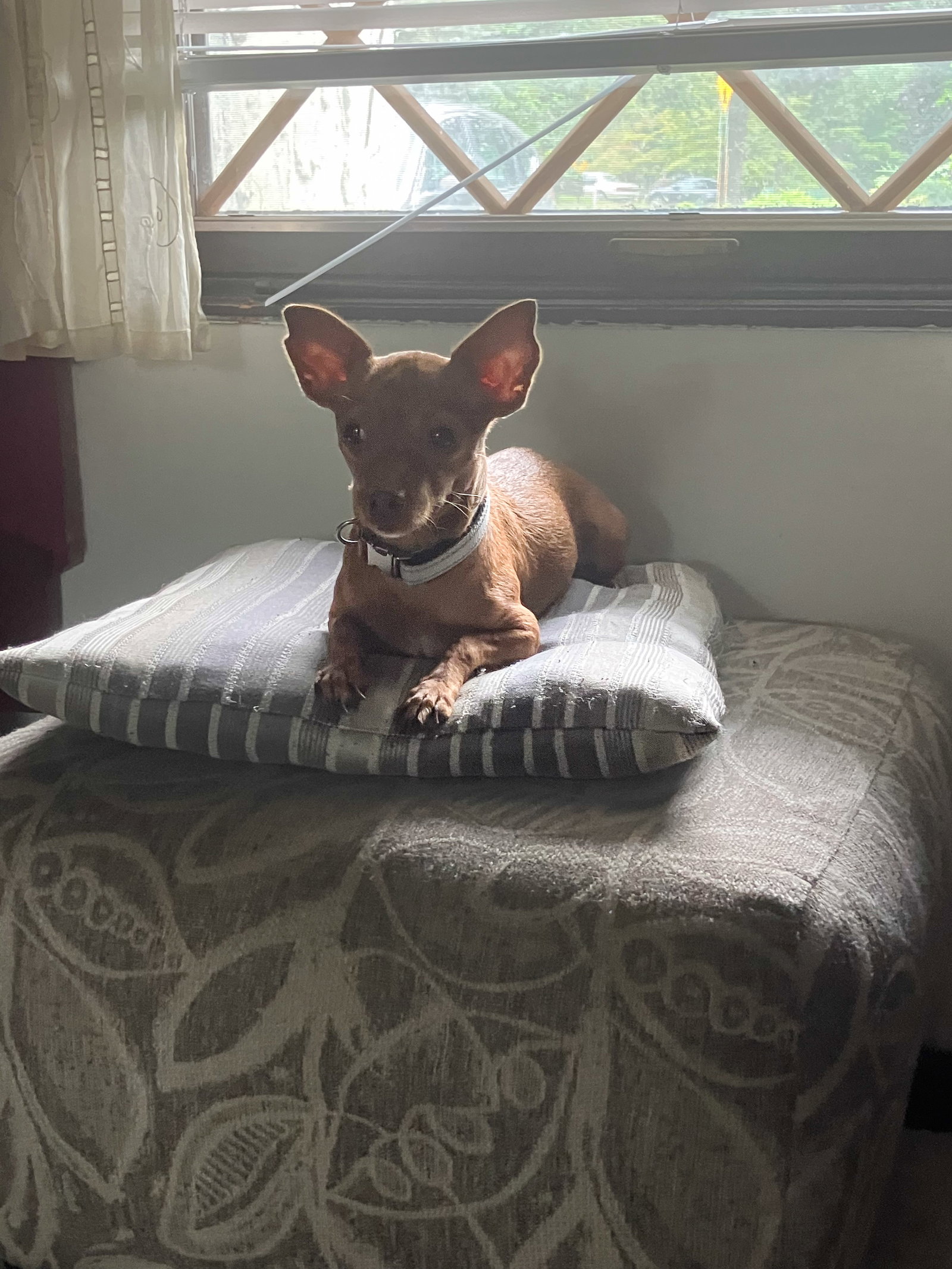 Lacey, photo 2