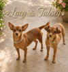 Tabsey
