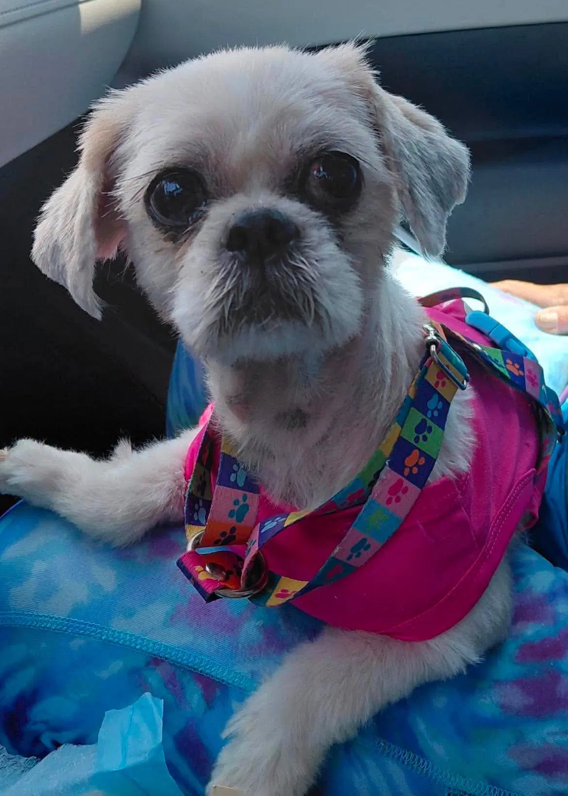 Eva - Shih Tzu