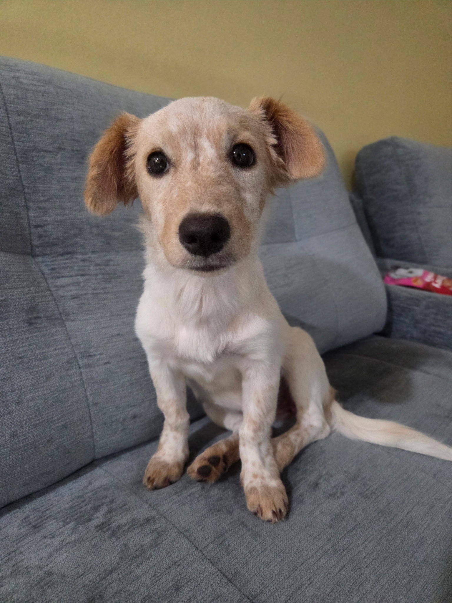 Beverly, Mixed Breed