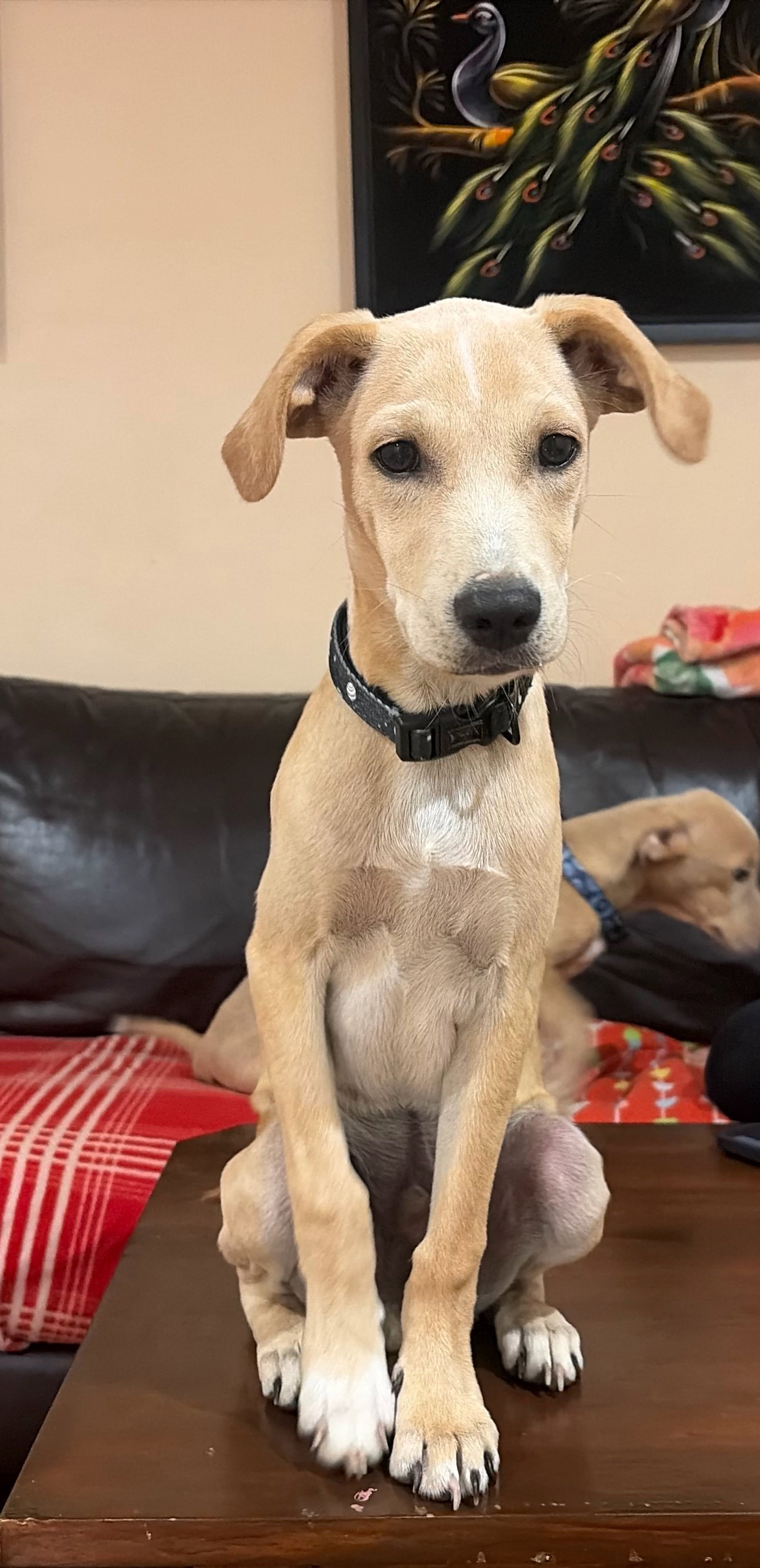Beau, Mixed Breed