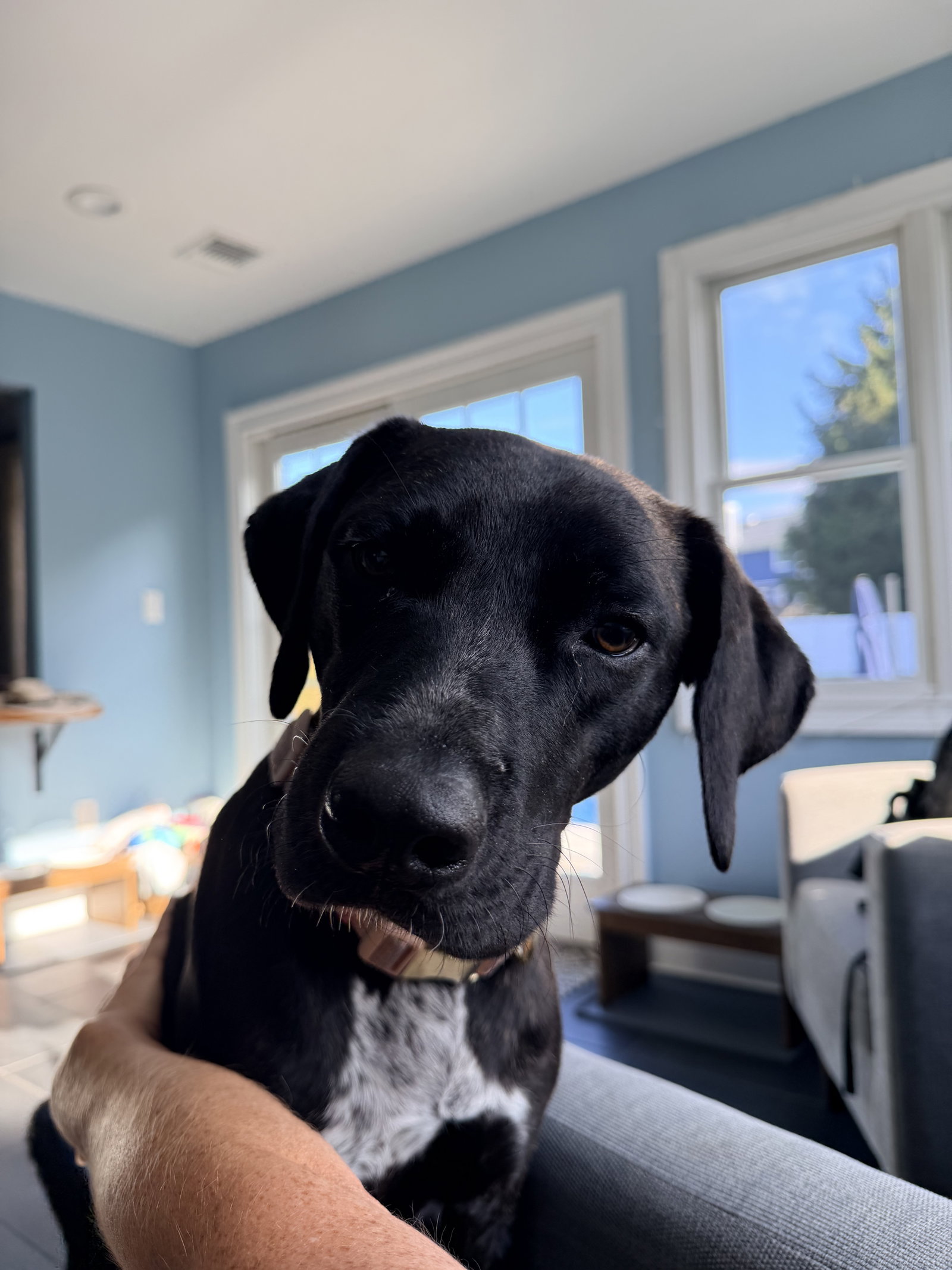 Susie (Siobhan), Mixed Breed