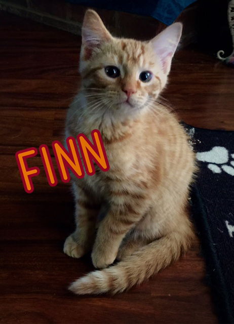 FINN