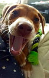 Nellie
