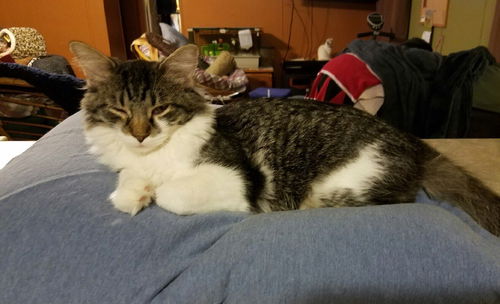 Oscar