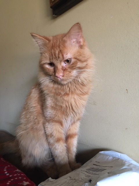 Ziggy