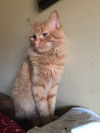 Ziggy