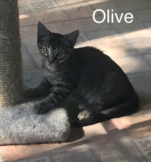 Olive