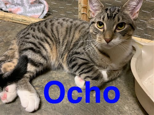 Ocho (8)