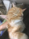 Emily (Hazel litter)