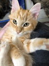 Emily (Hazel litter)