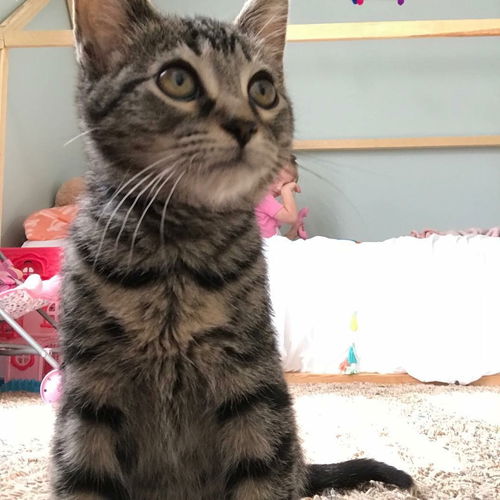 Widget