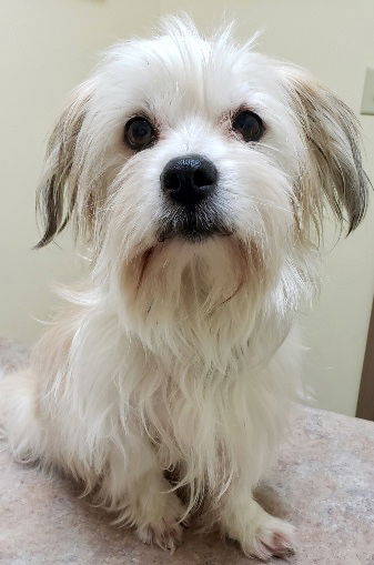 ENZO