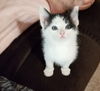 OREO