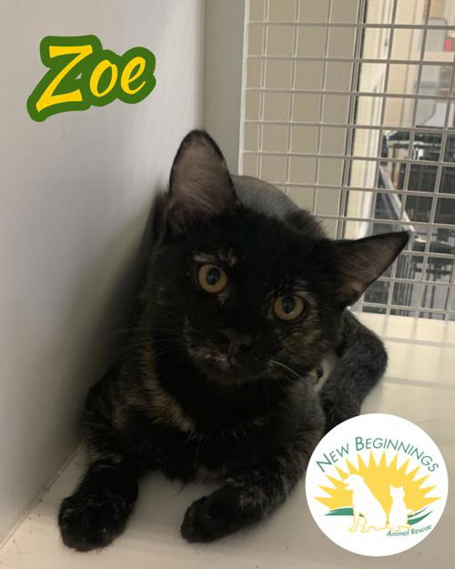 Zoe
