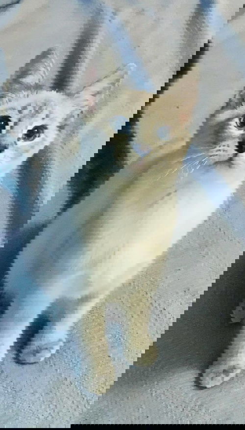 Opal
