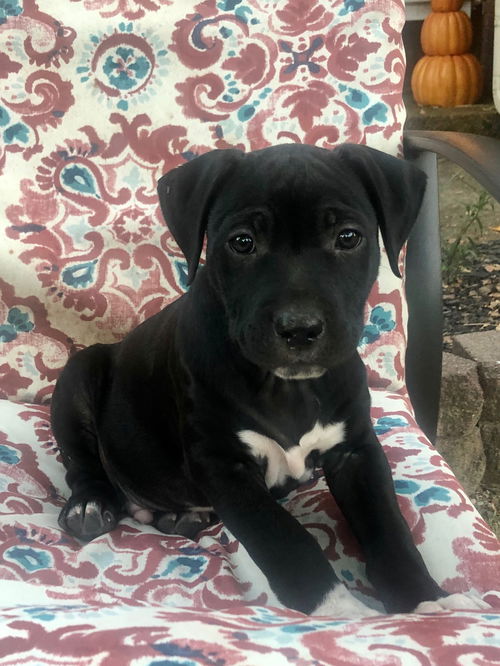 Oscar