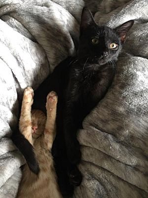 Elvira