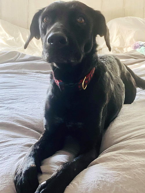 DARLA