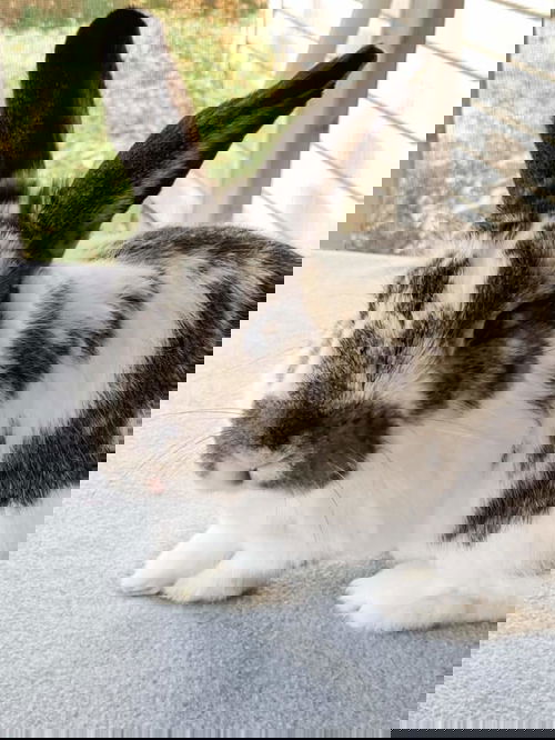 Oreo