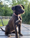 Willow