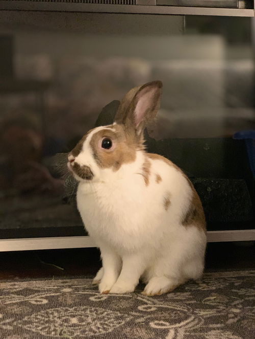 Ziva