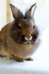 Vinny (Pending Adoption)