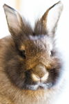 Vinny (Pending Adoption)