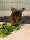 Vinny (Pending Adoption)