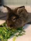 Vinny (Pending Adoption)