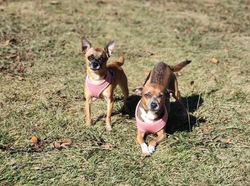 Izzy & Penny