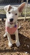 Sadie Mae