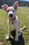 Sadie Mae