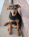 SADIE