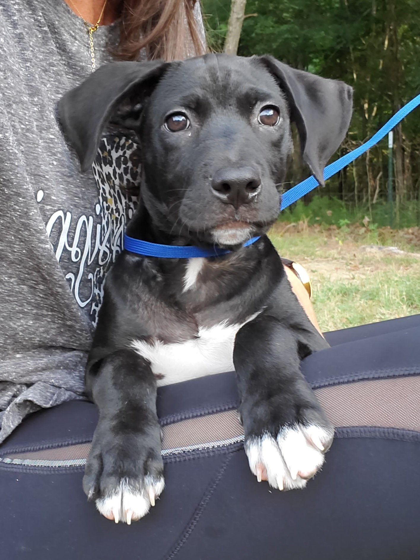 Dog for Adoption LENNY, a Labrador Retriever in Maury County, TN