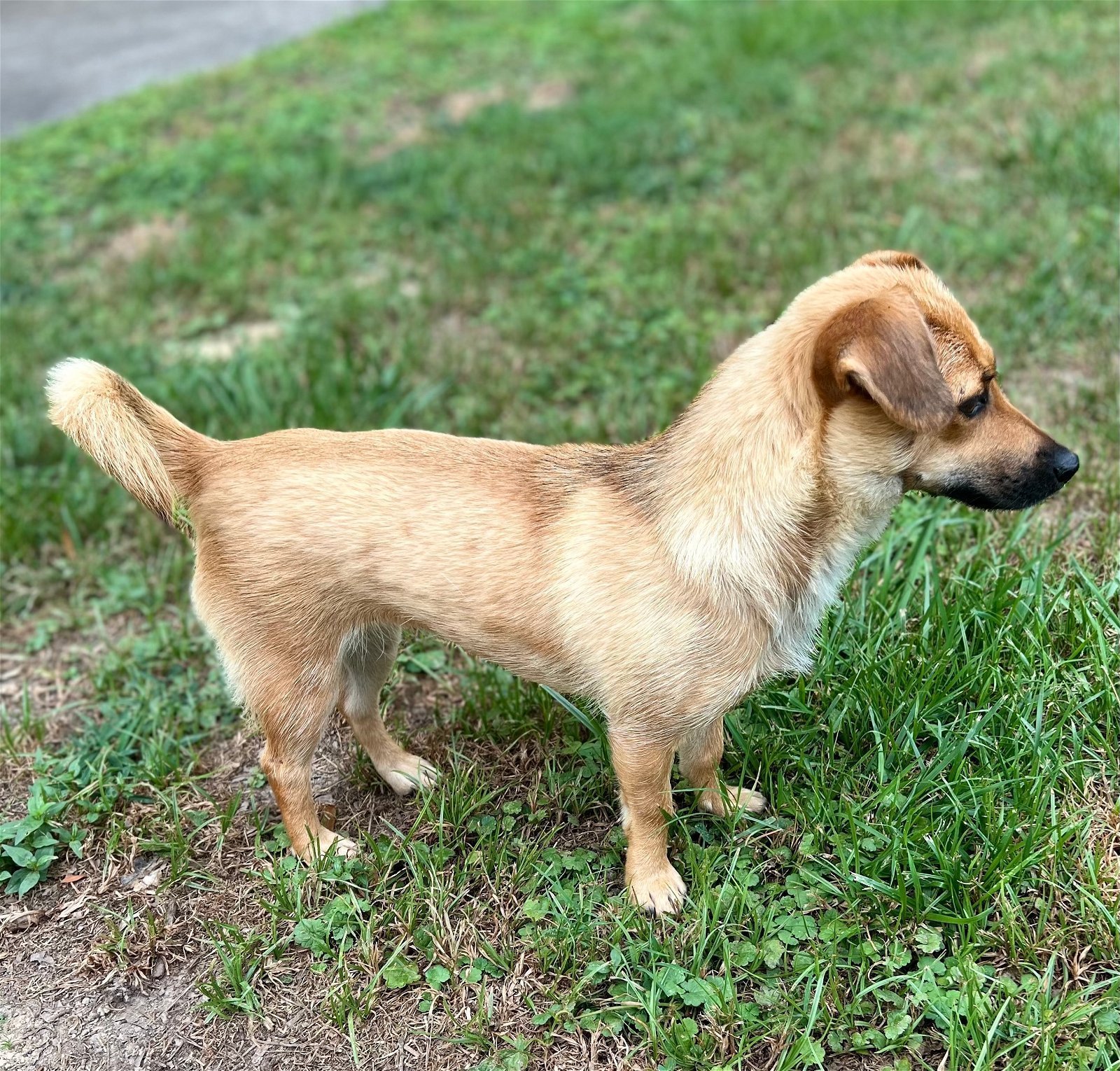 Dog for Adoption PENNY, a Chihuahua in Pocahontas, AR Alpha Paw