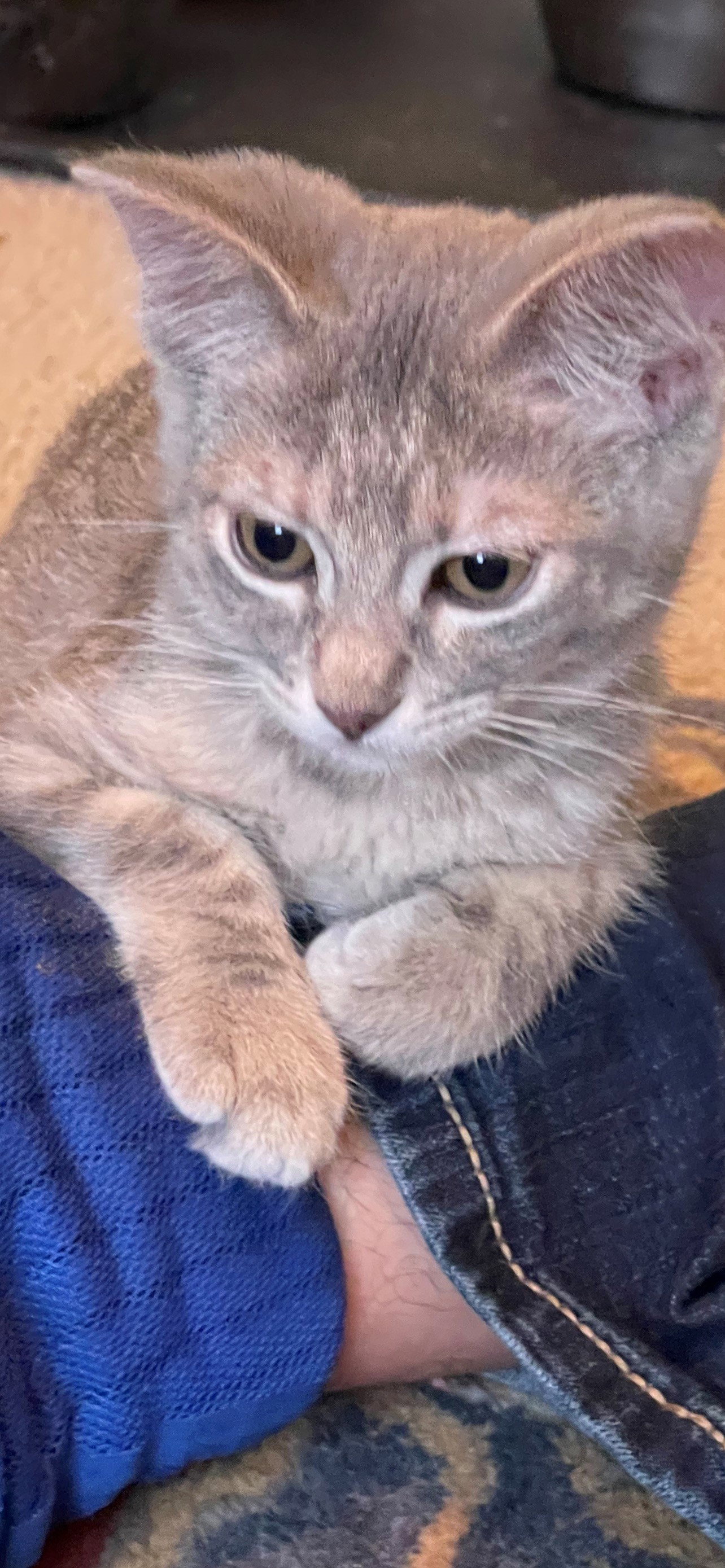 Cats for Adoption in University, Mississippi Alpha Paw