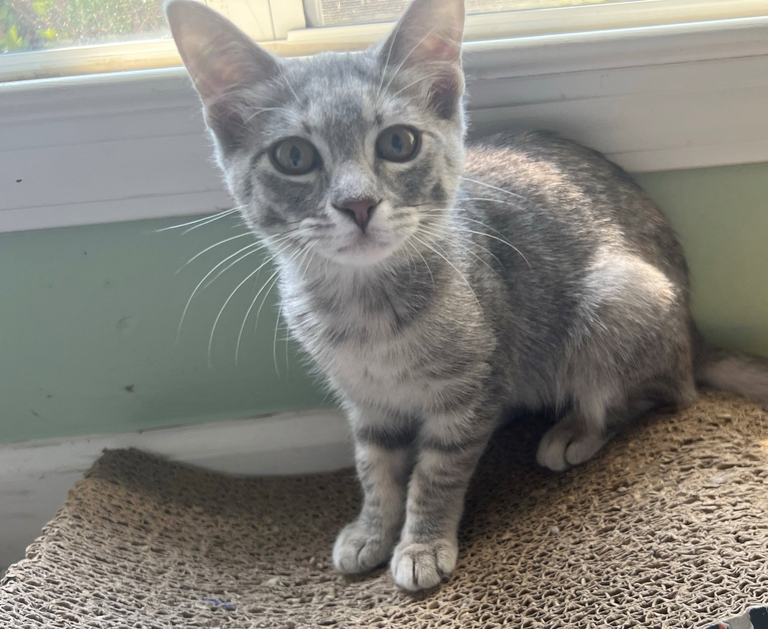 Cats for Adoption in University, Mississippi Alpha Paw