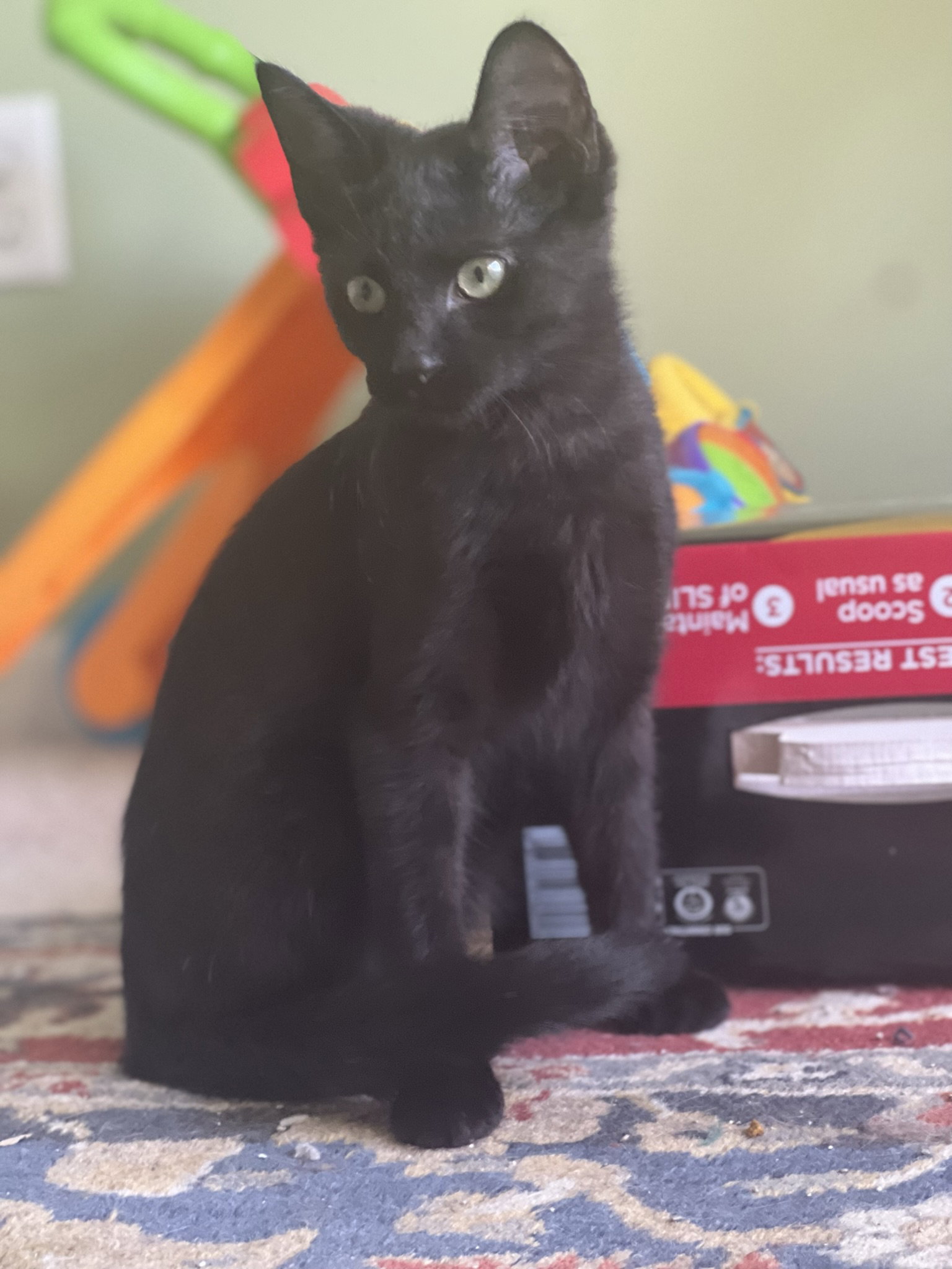 Cats for Adoption in University, Mississippi Alpha Paw