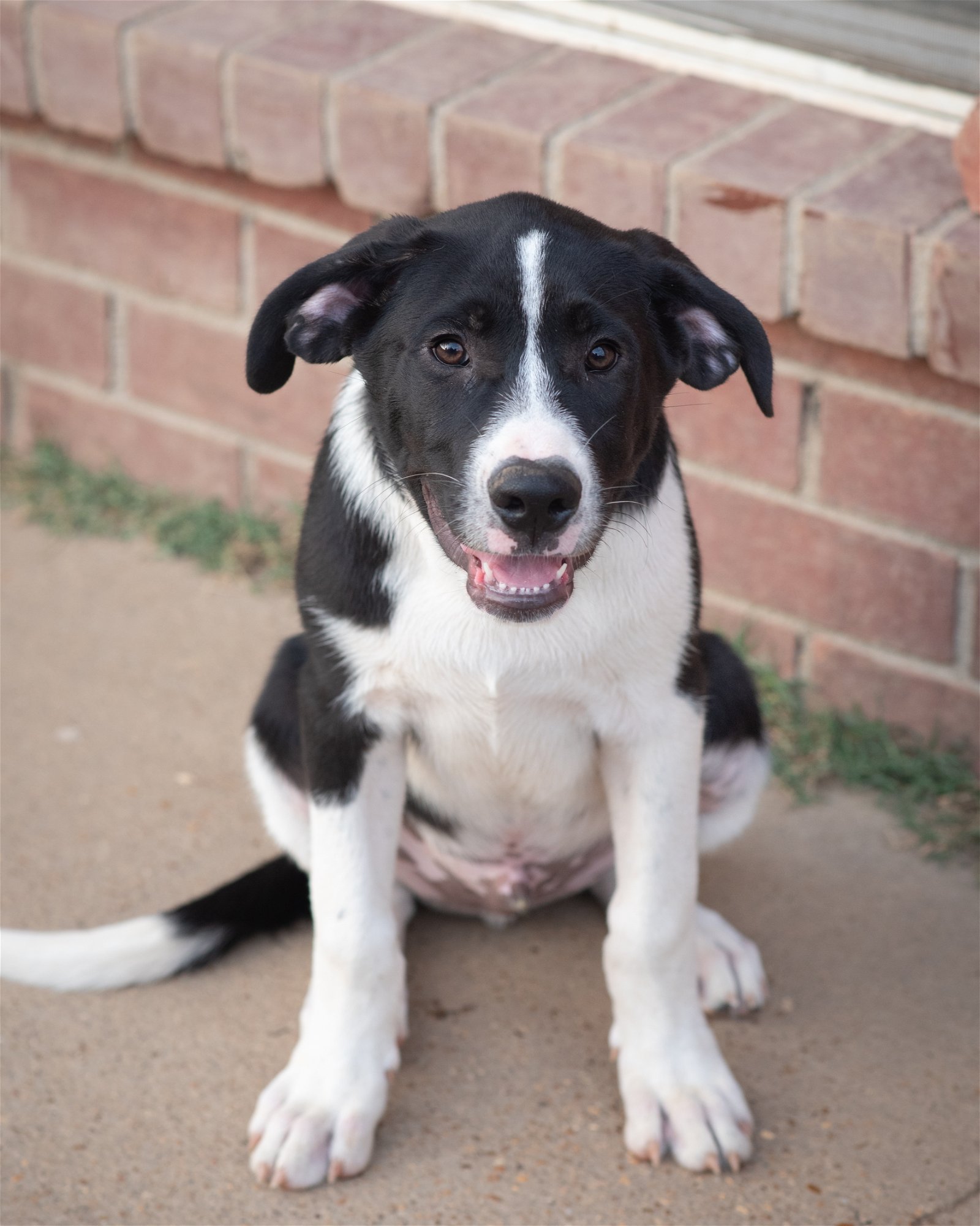 Dog for Adoption BENNY, a Great Pyrenees in Forest, MS Alpha Paw